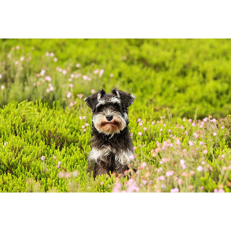 Contemporary Schnauzer Wall Decor Living Room Wall Covering Mural for Decoration