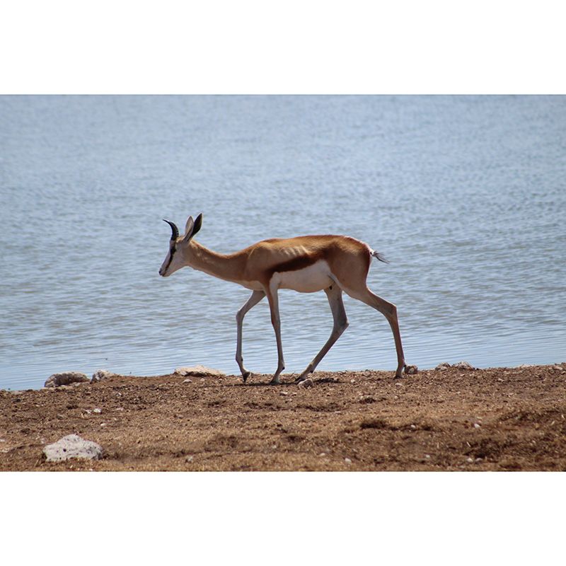 Springbok Mural Wallpaper Stain Resistant Wall Covering for Living Room