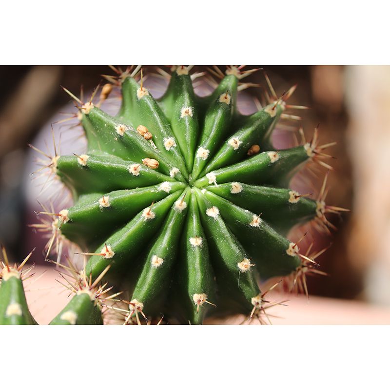 Green Plant Mural Wallpaper Home Decor Water Resistant Wallpaper for Dining Room