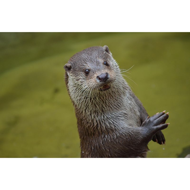 Lovely Otter Mural Wallpaper Photography Horizontal Wall Decor for Home