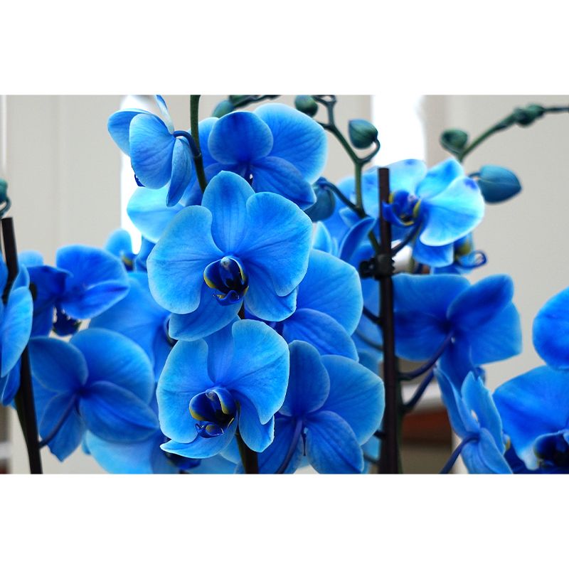 Modern Girl Room Decoration Orchid Mural Wallpaper, Custom Size Available