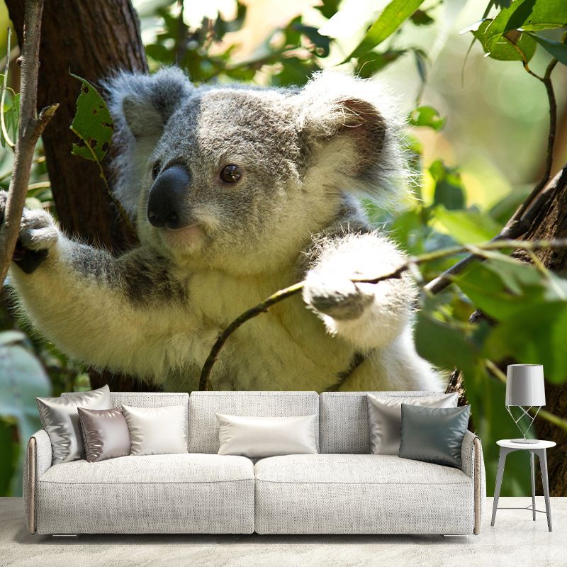 Customized Koala Wall Mural Contemporary Photography for Bedroom Living Room