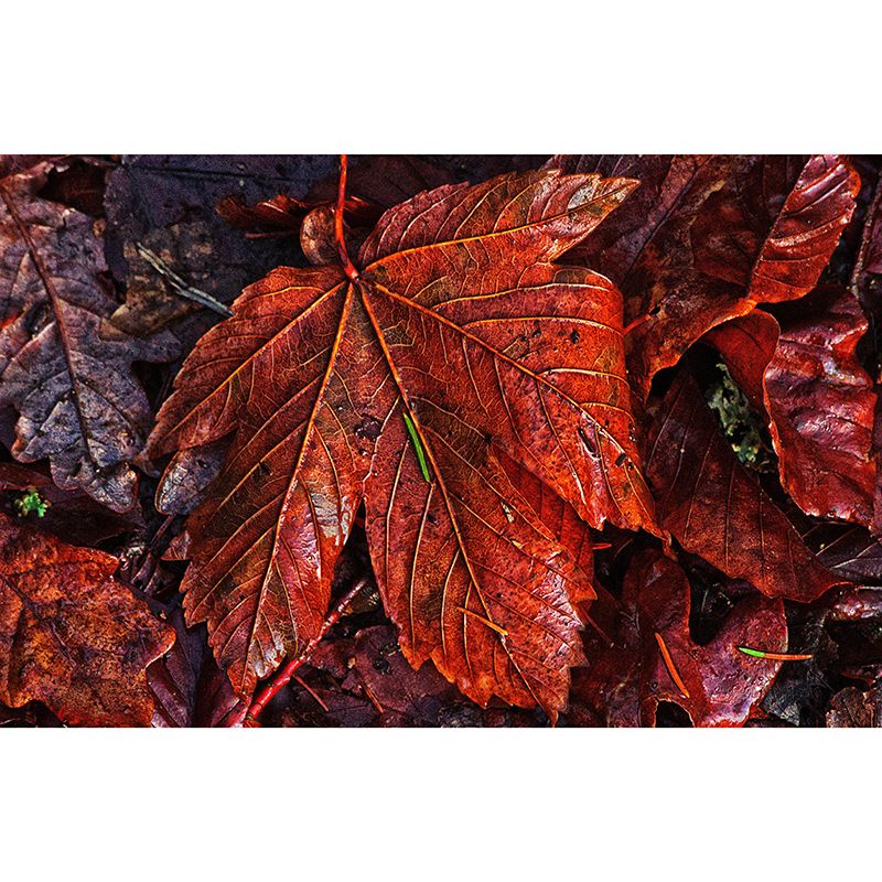 Leaf Surface Plant Wall Murals Modern Style Moisture Resistant Wall Covering