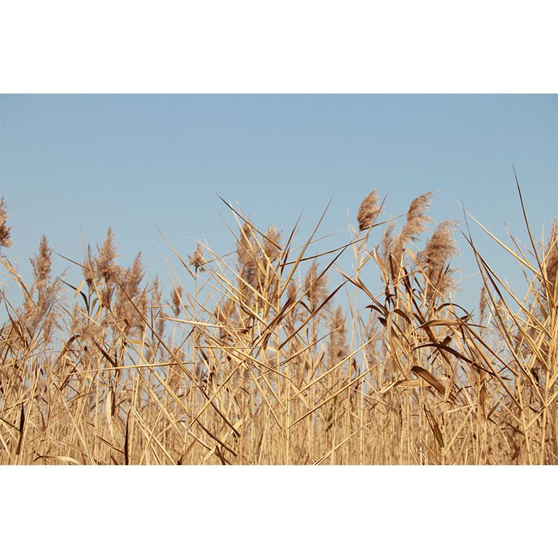 Contemporary Wheat Field Mural Wall Decor Mildew Resistant Wall Mural Wall Art