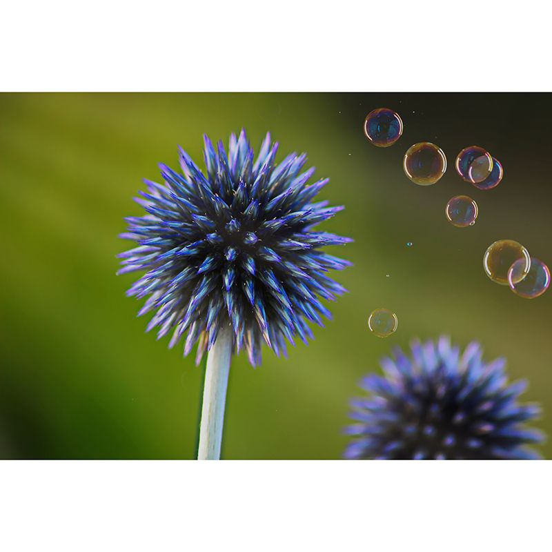 Echinops Plant Wall Covering for Living Room Moisture Resistant, Made to Measure