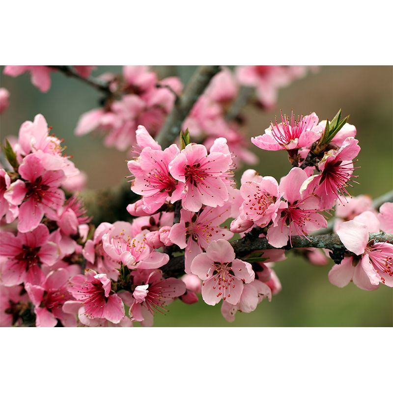 House Decor Floral Mural Decal Customized Contemporary Wall Covering for Bathroom