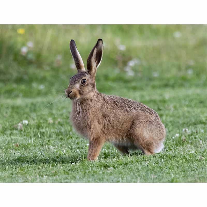 Horizontal  Photography Hare Wall Mural Decorative Mildew Resistant for Living Room