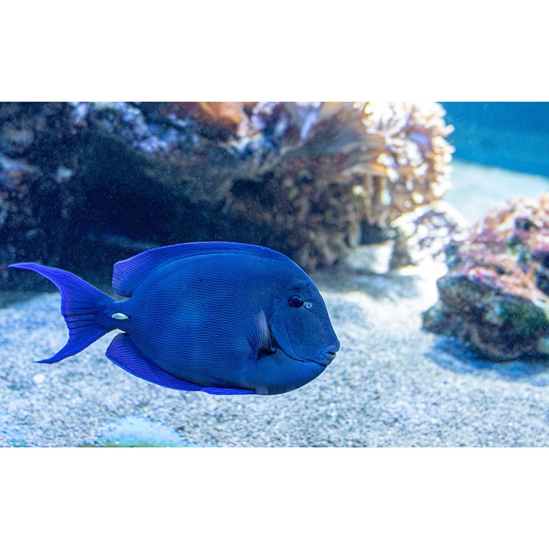 Customized Photography Seabed Wall Mural Eco-friendly Wallpaper Wall Art