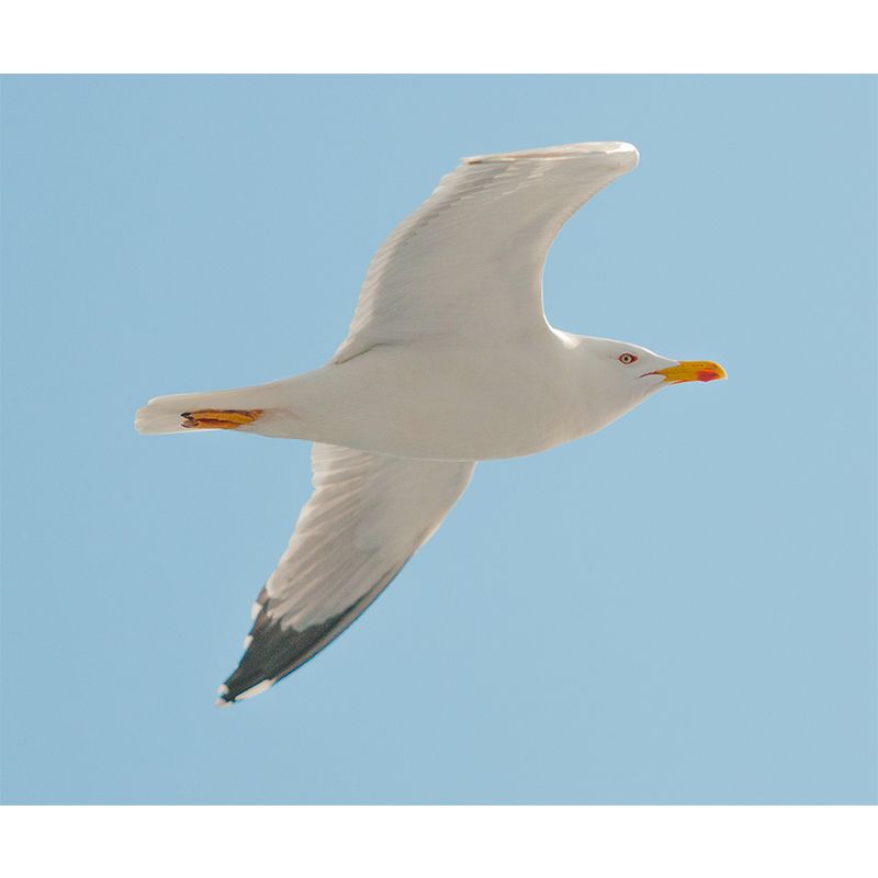 Vivd Wild Animal Mildew Resistant Wall Mural Wallpaper Study Room Wall Mural