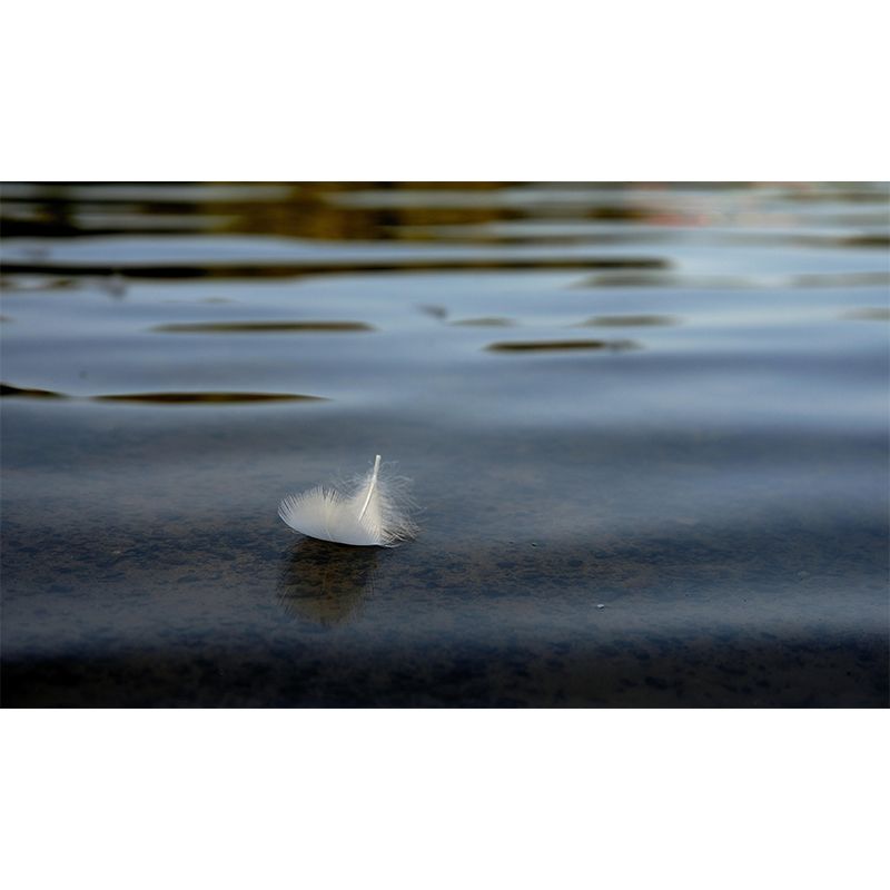 Mildew Resistant Bird Feather Mural Wallpaper Decorative Wall Art for Living Room