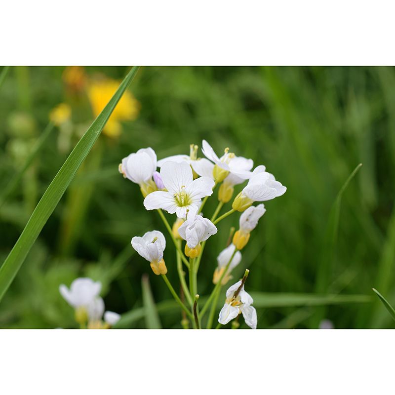 Customized Contemporary Scumwort Mural Mildew Resistant for Sitting Room Bedroom