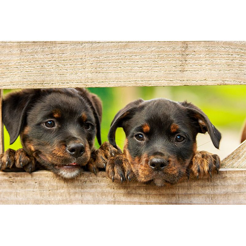 Horizontal Photography Rottweiler Mural Stain Resistant Wall Art for Living Room