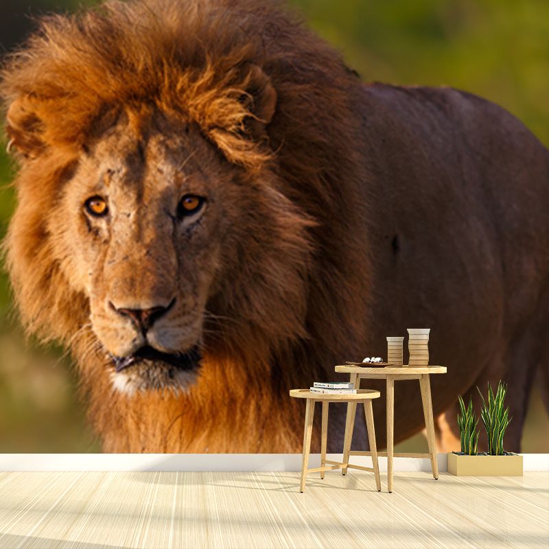 Lion Taking A Stroll Mural Contemporary Waterproofing Boys Bedroom Wall Art, Made to Measure