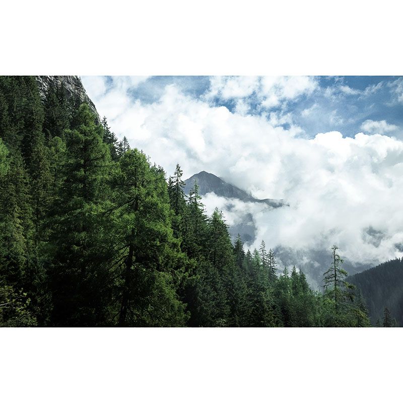 Natural Scene Contemporary Style Forest Mural Horizontal Photography Room Wall Mural