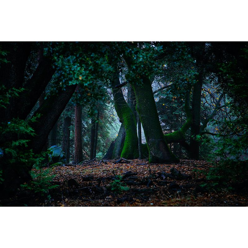 Environment Friendly Resistant Mural Wallpaper Quiet Forest Sleeping Room Wall Mural