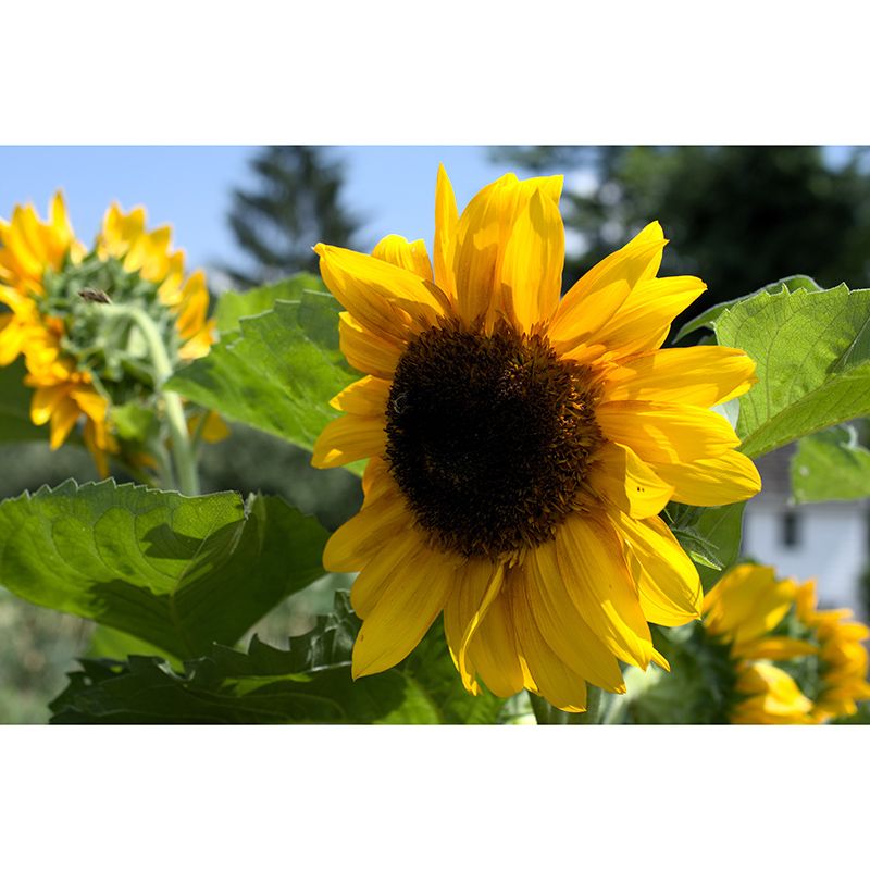 Sunflower Flower Mural Wallpaper for Bedroom Decorative Wall Art, Personalized Size