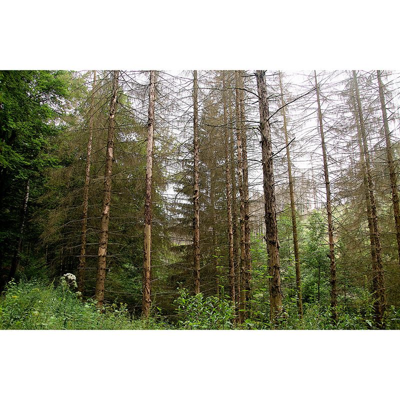 Misty Forest Scenery Water Resistant Wall Decor for Living Room Bedroom