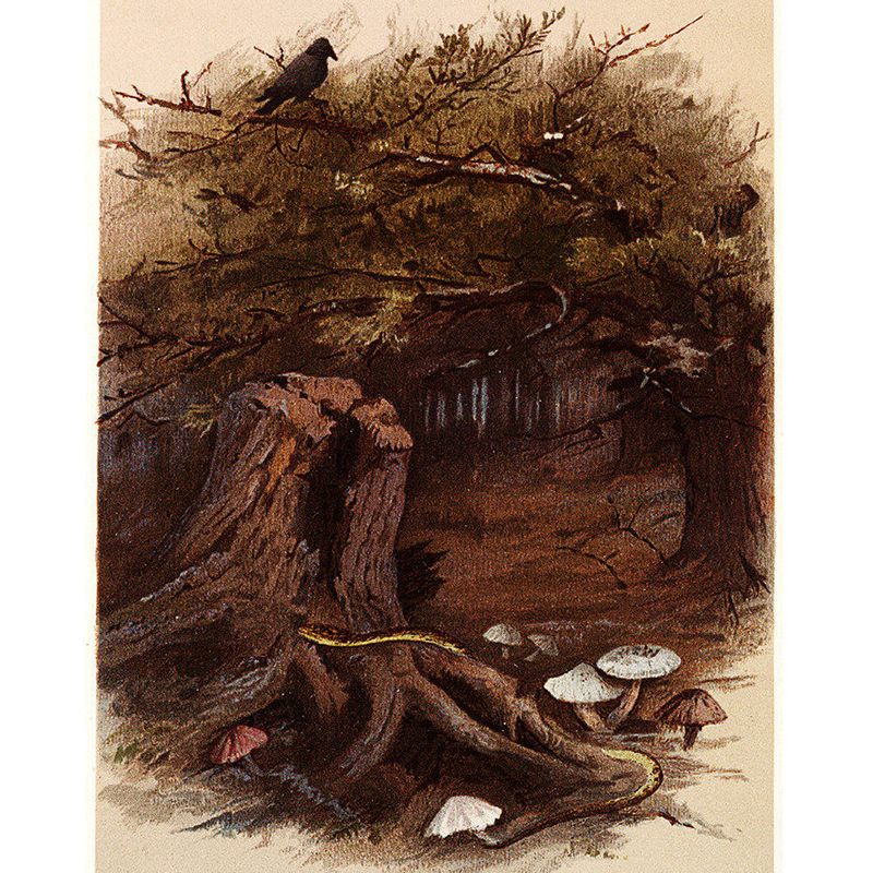 Large Woodland and Bird Mural Wallpaper Modern Luxuriant Forest Wall Decor in Brown