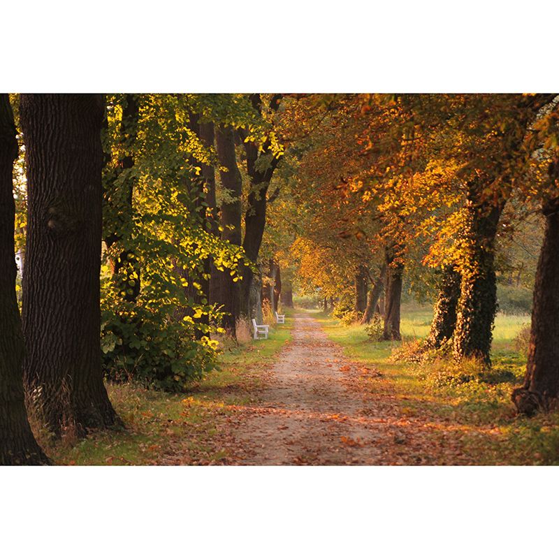 Autumn Forest Scenery Mural Wallpaper Wall Decor Waterproof, Home Decor