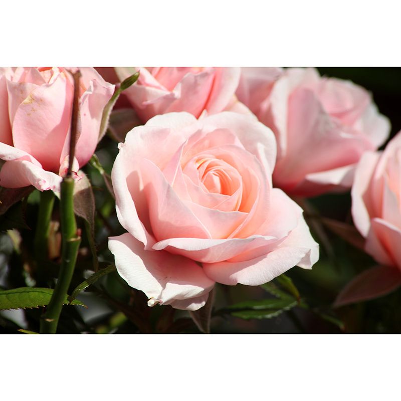 Modern Style Mural Wallpaper Romantic Rose Environment Friendly Bedroom Wall Mural