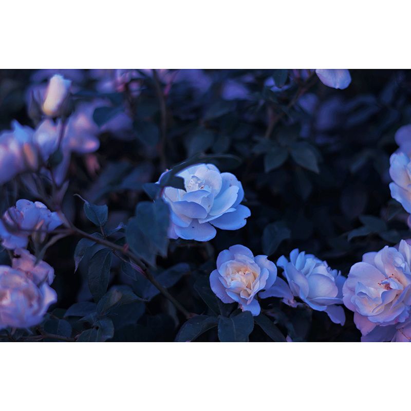 Decorative Wall Mural Wallpaper Elegant Rose Sitting Room Wall Mural