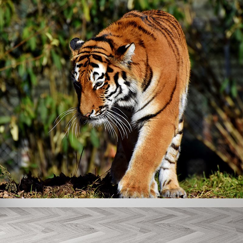 Cool Tiger Wall Paper Murals Waterproof Sitting Room Wall Decor, Custom Size Available