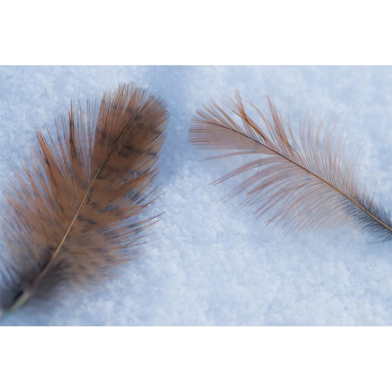 Light Plumage Mural Decal for Girls Bedroom, Waterproofing, Personalised