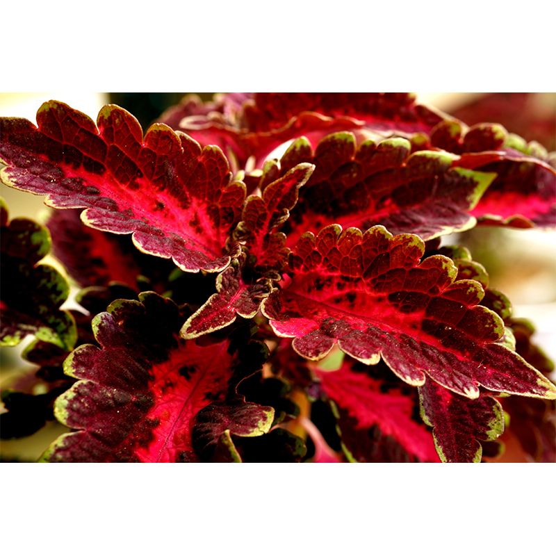 Coleus Amboinicus Mural Wall Paper Home Decorations for Kitchen Sitting Room