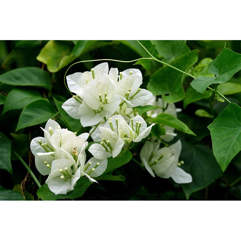 Blooming Bougainvillea Mural Wallpaper Environmental Contemporary for Bedroom