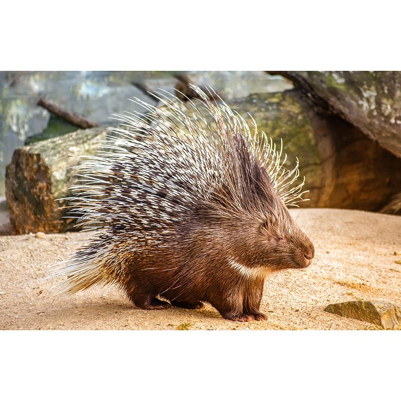 Porcupine Contemporary Wall Mural Modernist Wall Covering for Bedroom Decor