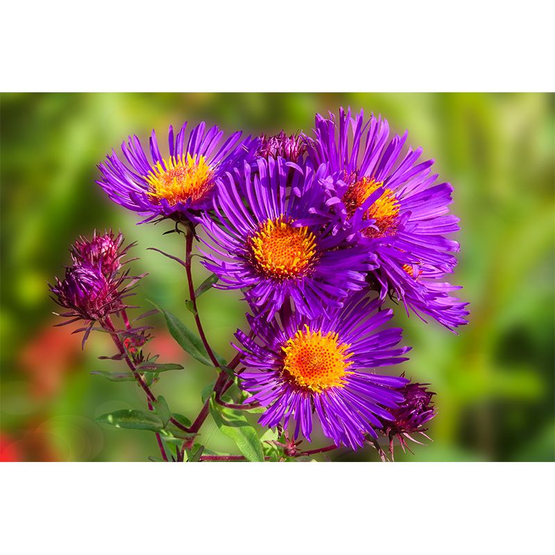 Bright Flowers Mural Decal Modern Wall Covering for Sitting Room, Waterproofing