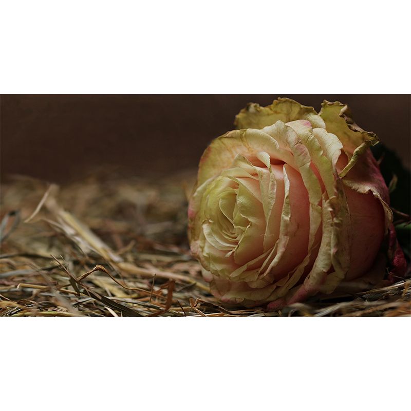 Modern Style Wall Mural Wallpaper Roses Sitting Room Wall Mural