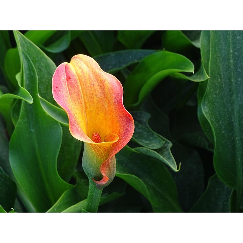 Horizontal Photography Calla Wall Mural for Living Room Girls Women Bedroom