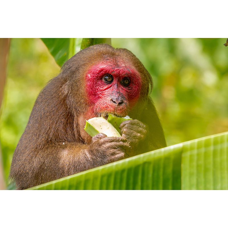 Mural Contemporary Wild Animal Horizontal Photography Living Room Wall Mural