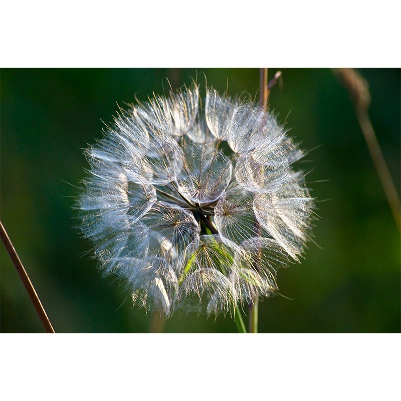 White Plant Modernist Wall Mural Decal Stain Resistant, Made to Measure