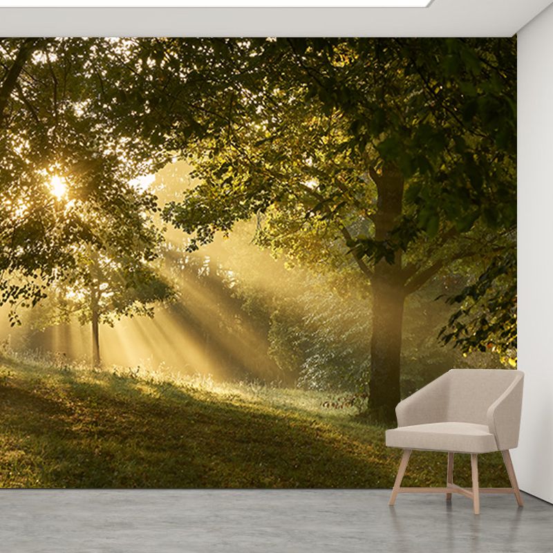 Beautiful Photography Mural Wallpaper Forest Indoor Wall Mural