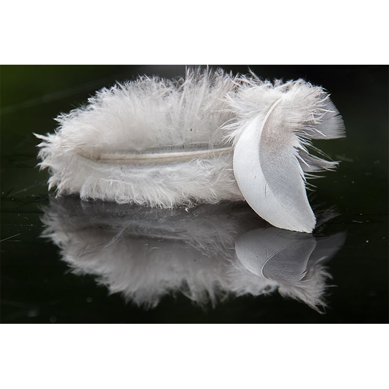 Photography Style Feather Decorative Murals Room Wall Murals