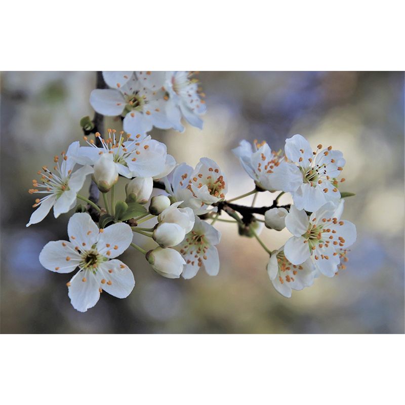 Customized Cherry Blossoms Mural Wallpaper Contemporary for Guest Room Decor