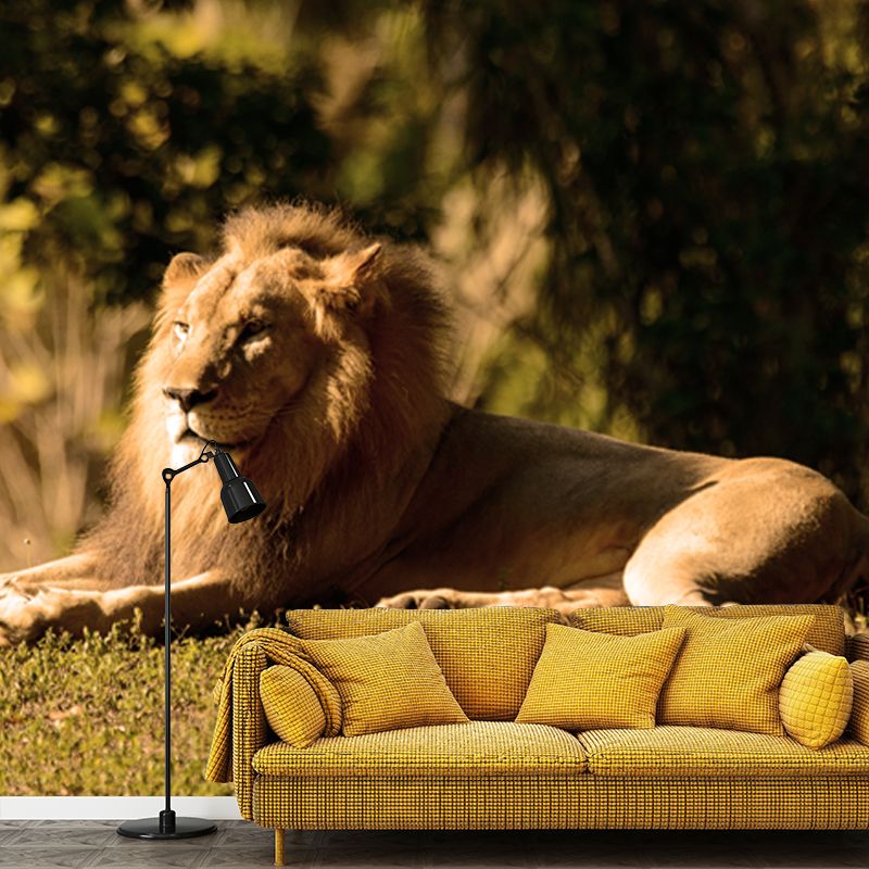 Photography Lion Taking Sunbath Mural for Bedroom, Brown, Personalized Size Available