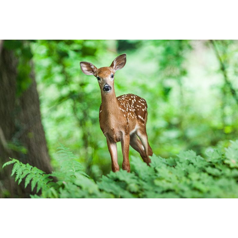 Animals Photography Mildew Resistant Wallpaper Environmental Sleeping Room Wall Mural