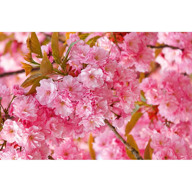 Huge Flower Landscape Mural Decal Pink Non-Woven Wall Art for Home Decor, Personalised