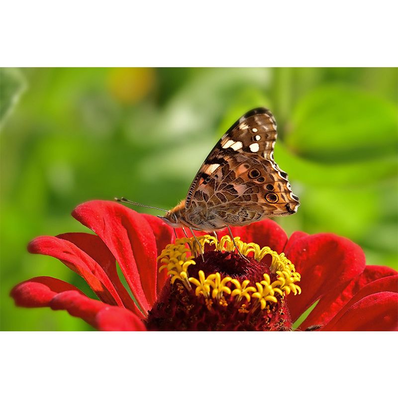 Environment Friendly Mural with Butterfly Painting Mildew Resistant Wallpaper Home Decor