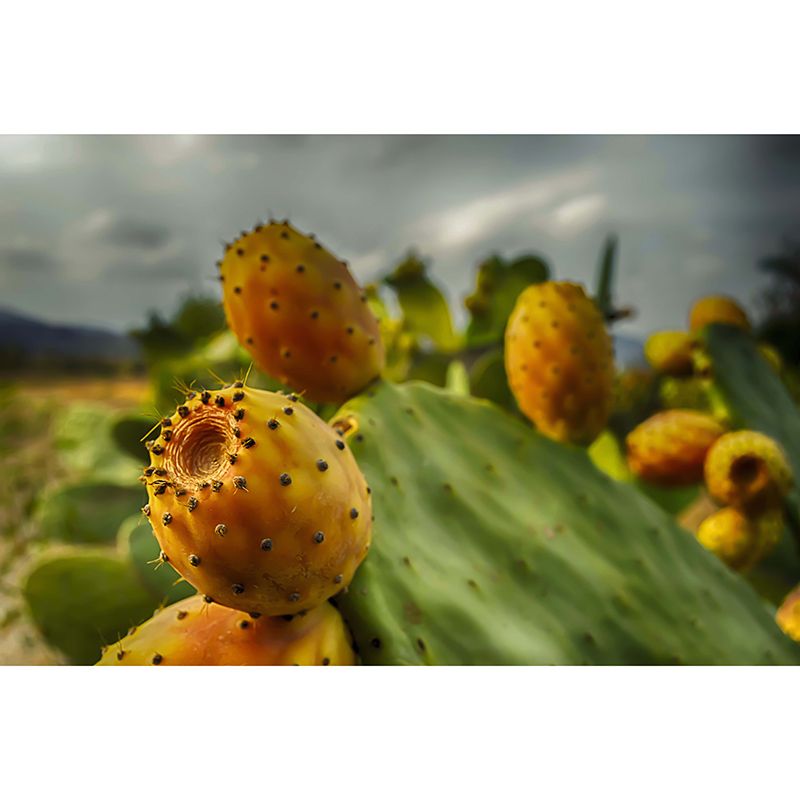House Interior Wall Mural Tropical Prickly Pear for Sitting Room, Water Resistant