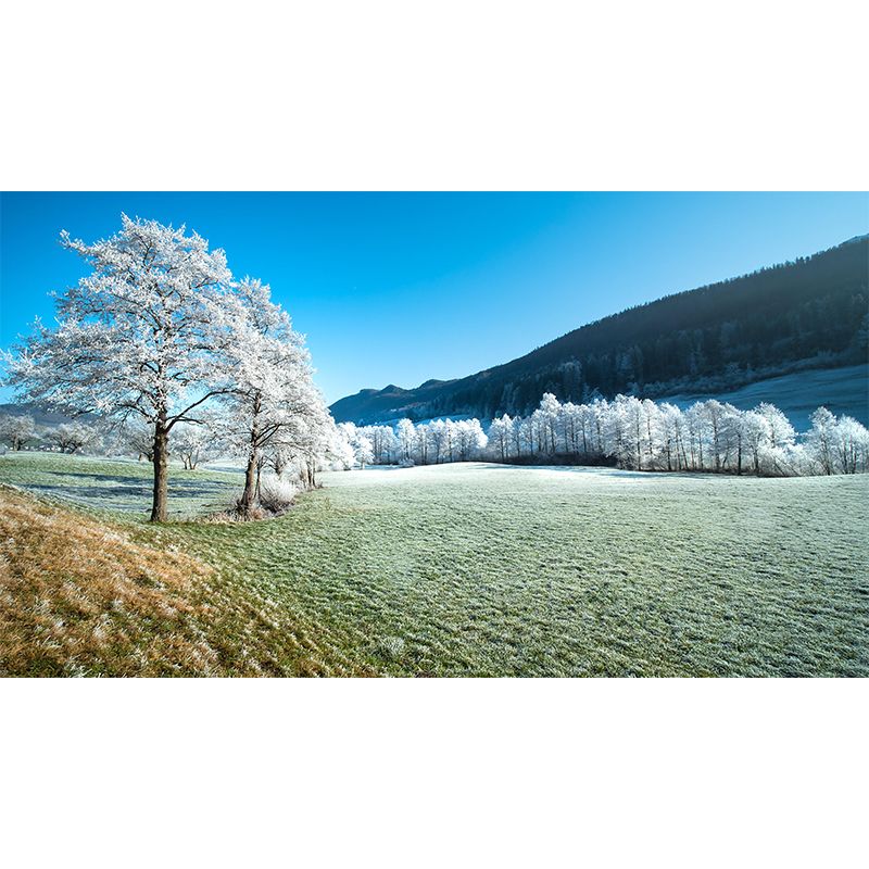 Winter Forest Scenery Wall Mural Contemporary Home Decor for Sitting Room