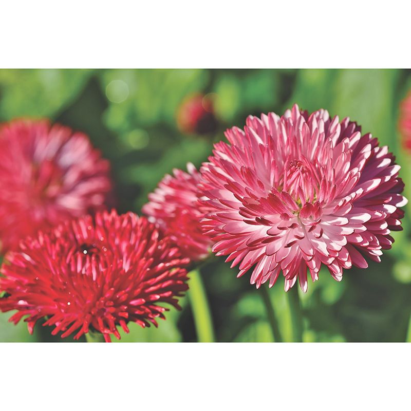 Dahlia Flower Wallpaper Mural Waterproofing
Living Room Wall Decoration