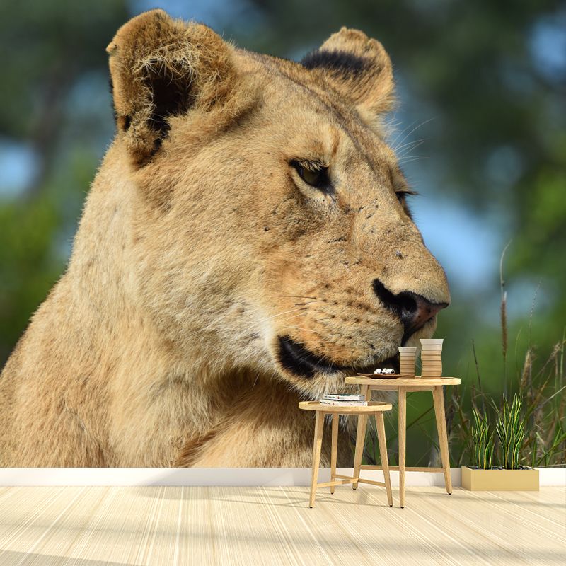 African Lion Animal Mural Wallpaper for Living Room Bedroom, Made to Measure