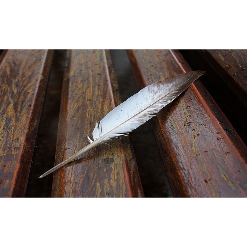 Feather Photo Mural Wallpaper Water Resistant, Personalized Size Available