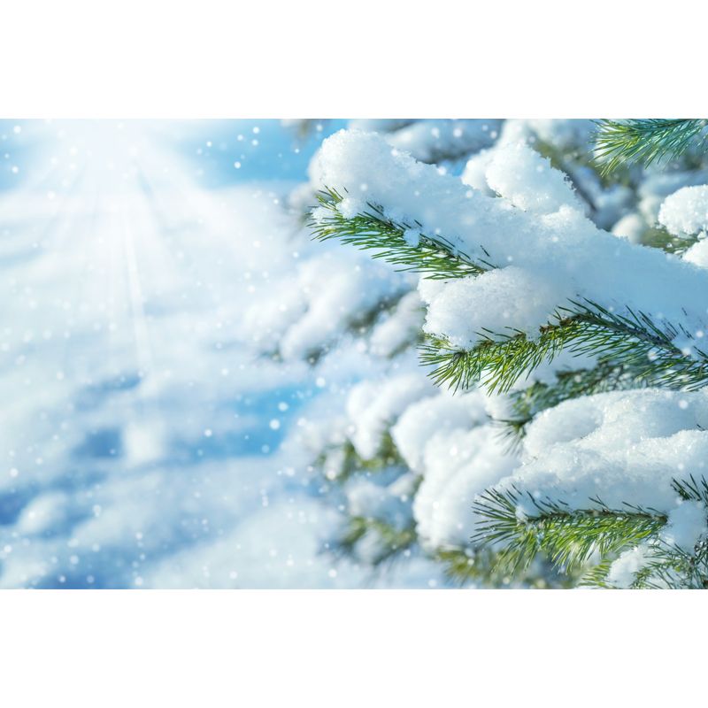 Photography Winter Rime Wall Mural Large Wall Art for Living Room, Custom Size Available