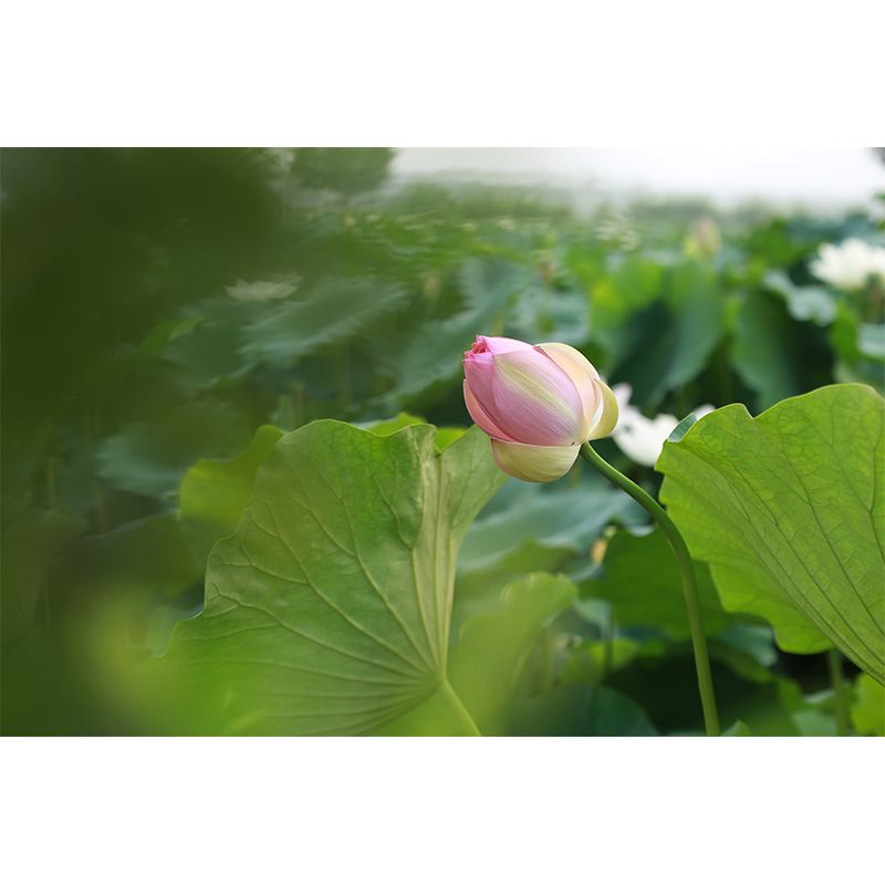 Lotus Leaf and Lotus Mural Wallpaper Stain-Resistant Wall Decor for Guest Room