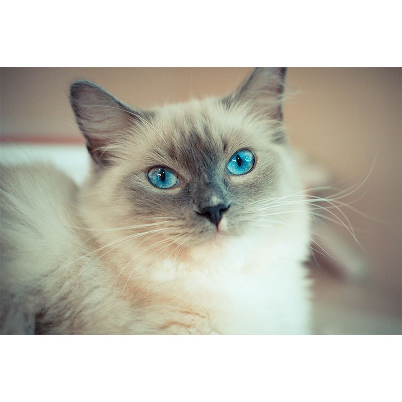 Lovely Cat Mural Wall Decor Living Room Mildew Resistant for Decoration